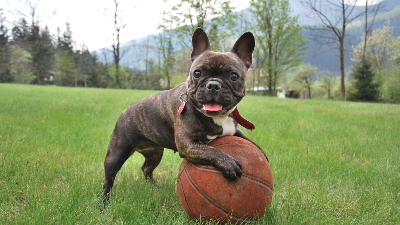 犬３