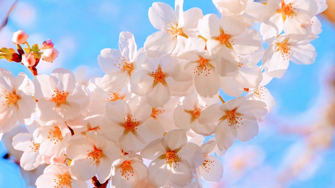 桜１